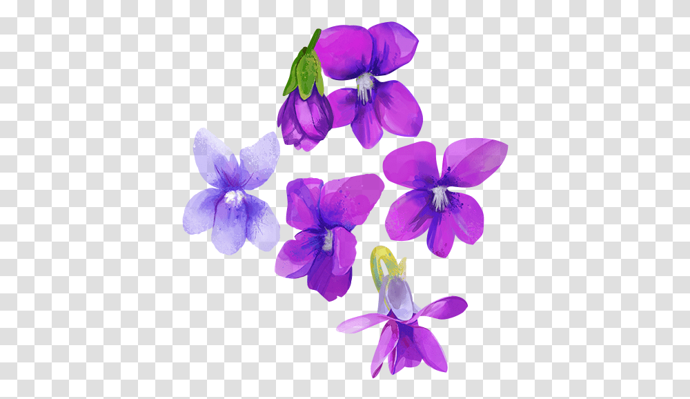 Download Go To Image Watercolor Purple Flower Lovely, Plant, Blossom, Geranium, Iris Transparent Png