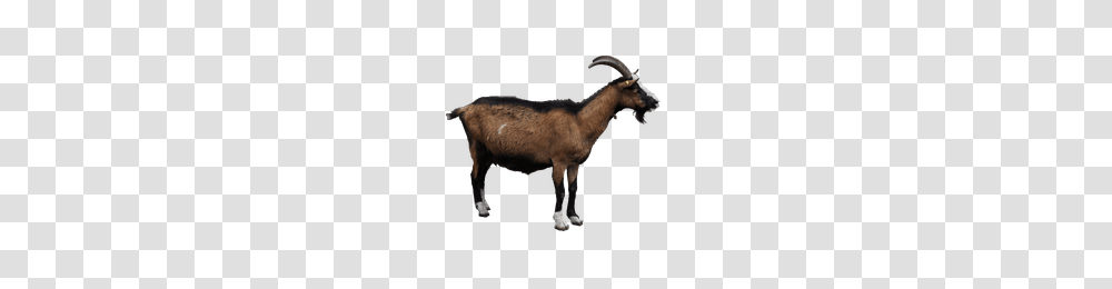 Download Goat Free Photo Images And Clipart Freepngimg, Mammal, Animal, Mountain Goat, Wildlife Transparent Png