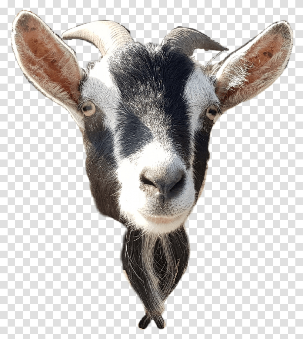 Download Goat Sticker Goat Head, Mammal, Animal, Mountain Goat, Wildlife Transparent Png