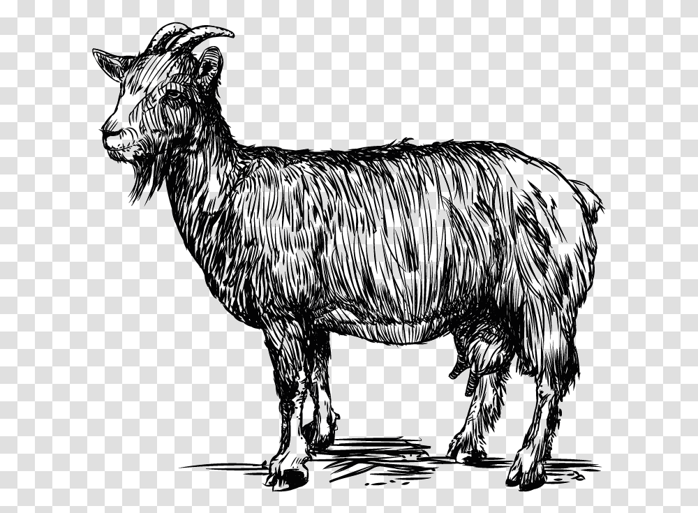Download Goats In Crete Goat Line Vector Image Goat Vector, Mammal, Animal, Deer, Wildlife Transparent Png