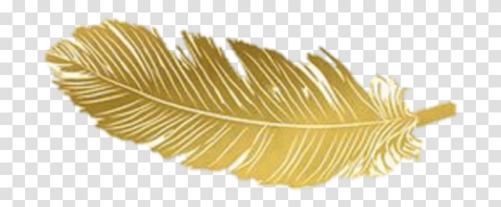 Download Gold Feather Feathers Native Fern, Leaf, Plant, Vegetation, Tree Transparent Png
