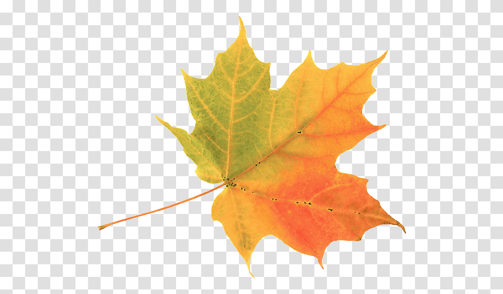 Download Gold Leaf Autumn Leaf Image With No Simple Autumn Leaf, Plant, Tree, Maple, Maple Leaf Transparent Png