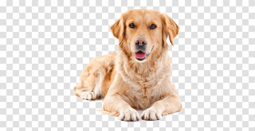 Download Golden Sitting Pet Dog Cat Hair Puppy Clipart Golden Retriever Background, Canine, Animal, Mammal, Labrador Retriever Transparent Png