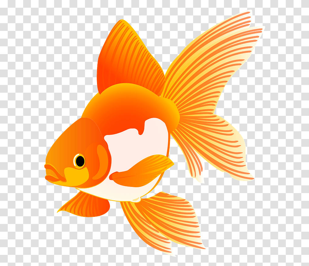 Download Goldfish Fish Clipart Hd Gold Fish Clipart Free, Animal Transparent Png