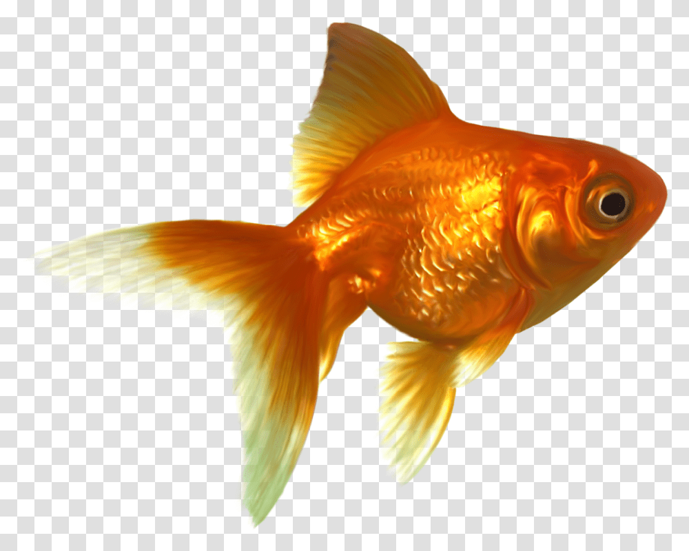 Download Goldfish Free Images Goldfish, Animal, Bird Transparent Png