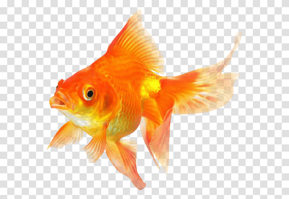 Download Goldfish Image Background Gold Fish, Animal Transparent Png