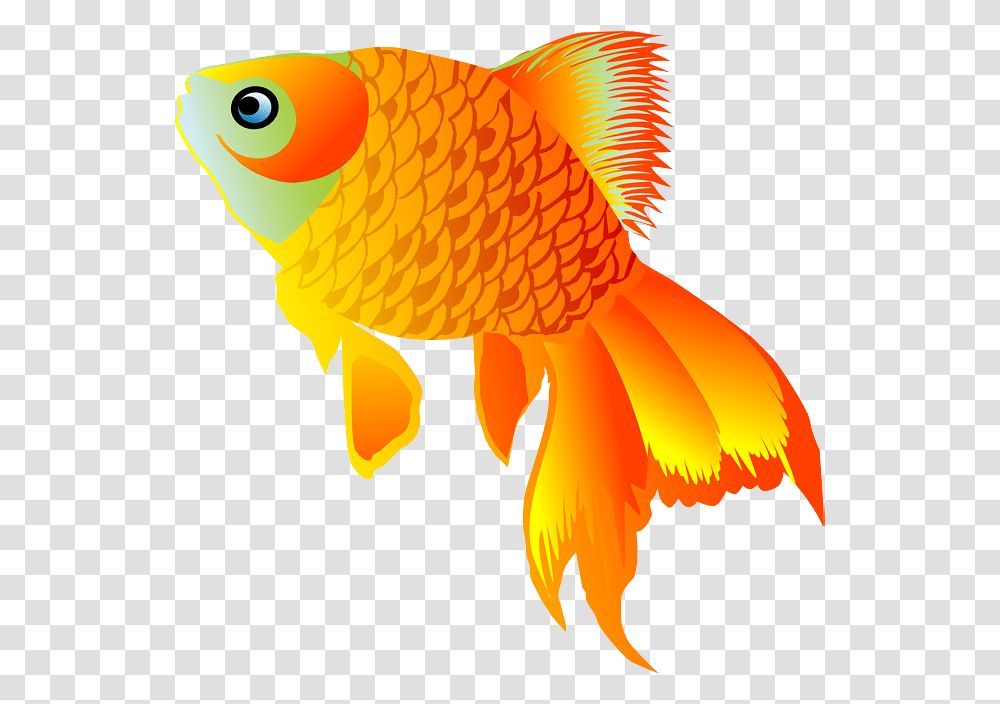 Download Goldfish Image With No Background Gold Fish, Animal, Bird Transparent Png