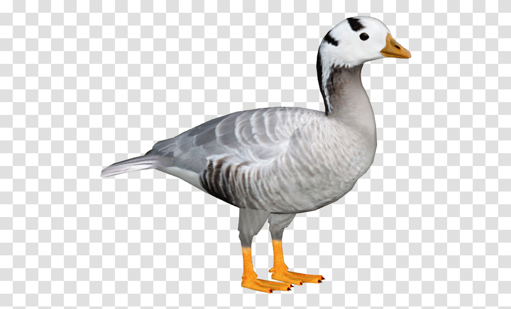 Download Goose File For Designing Projects Bar Headed Goose, Bird, Animal, Anseriformes, Waterfowl Transparent Png