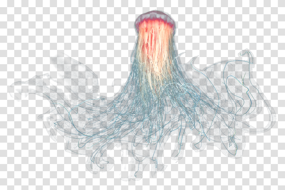 Download Gran Medusa Jellyfish With No Background, Sea Life, Animal, Invertebrate, Person Transparent Png