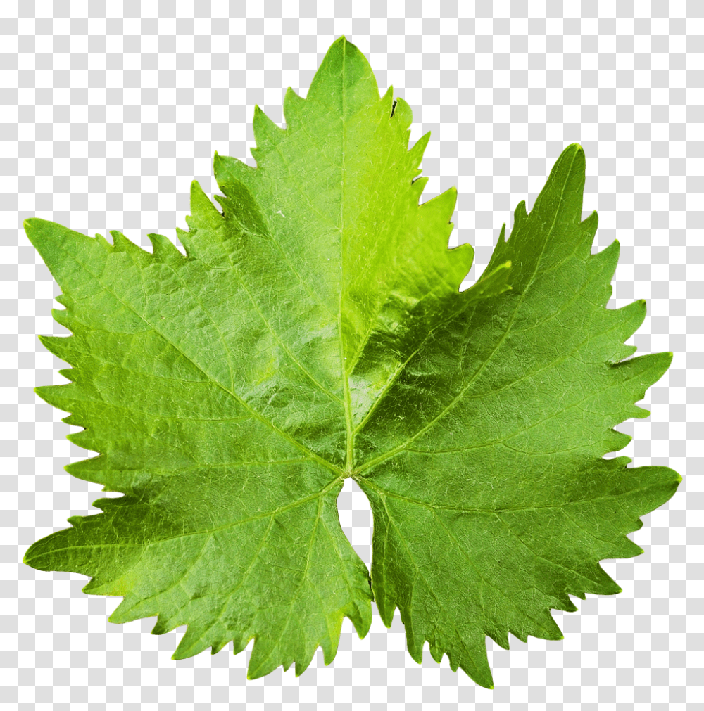 Download Grape Vine Leaf Image For Free Grape Leaf, Plant, Maple Leaf, Tree, Veins Transparent Png