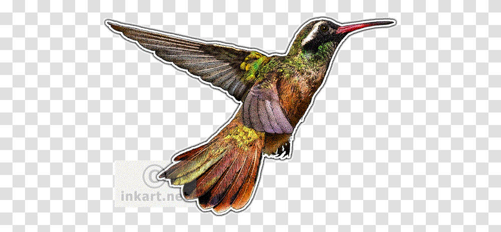 Download Graphic Hummingbird Clipart Xantus Drawing, Animal Transparent Png