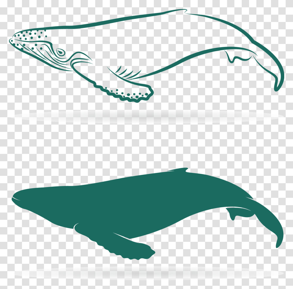 Download Graphic Sperm Whale Baleen Lovely Whales, Animal, Sea Life, Mammal, Art Transparent Png