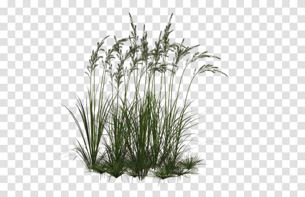 Download Grass Flower Flowers And Grass, Plant, Lawn, Vegetation, Agropyron Transparent Png