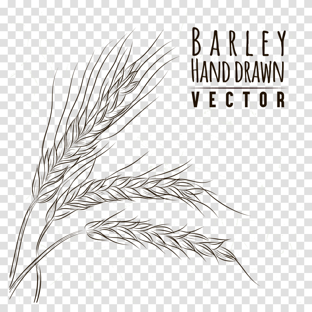 Download Grasses Drawing Line Art Sketch Hand Drawn Wheat Wheat Plant Drawing, Nature, Outdoors, Night, Fireworks Transparent Png