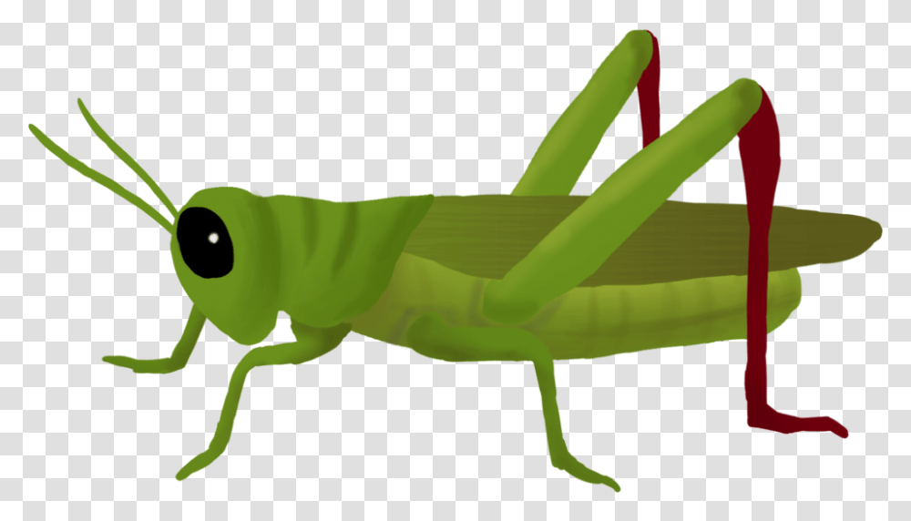Download Grasshopper Clipart 182 Grasshopper, Insect, Invertebrate, Animal, Grasshoper Transparent Png