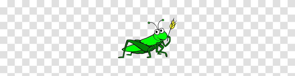 Download Grasshopper Free Photo Images And Clipart Freepngimg, Insect, Invertebrate, Animal, Grasshoper Transparent Png