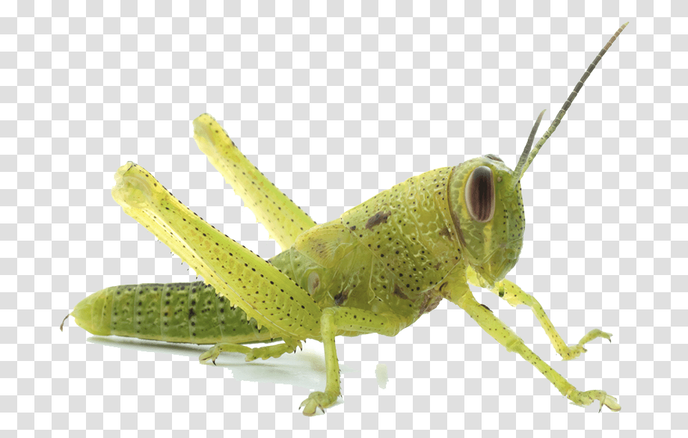 Download Grasshopper Image Grasshopper 1st Stage Nymph, Lizard, Reptile, Animal, Insect Transparent Png