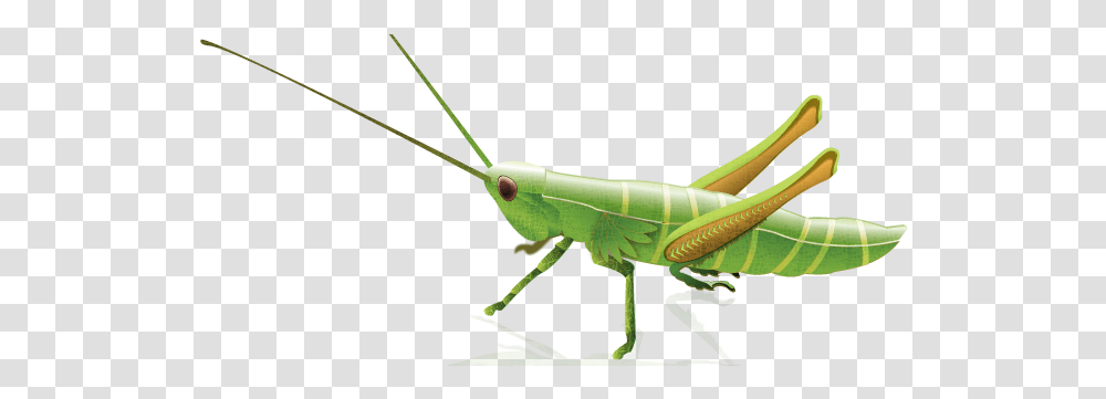 Download Grasshopper Image With Grasshopper Illustration, Insect, Invertebrate, Animal, Grasshoper Transparent Png