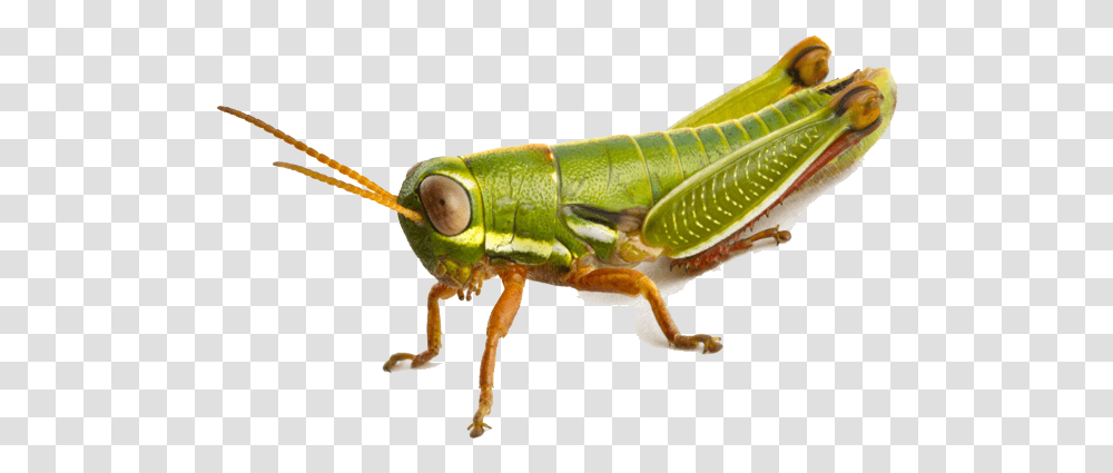 Download Grasshopper Photo Grasshopper, Insect, Invertebrate, Animal, Grasshoper Transparent Png