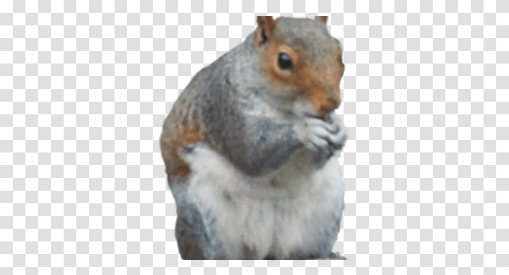 Download Gray Squirrel Clipart Fox Squirrel, Rodent, Mammal, Animal, Bird Transparent Png