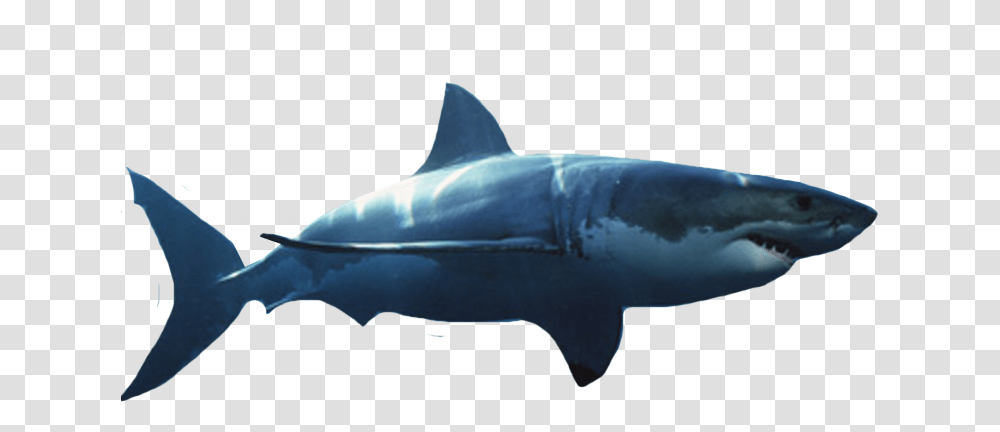 Download Great White Shark Great White Shark White Background, Sea Life, Fish, Animal Transparent Png