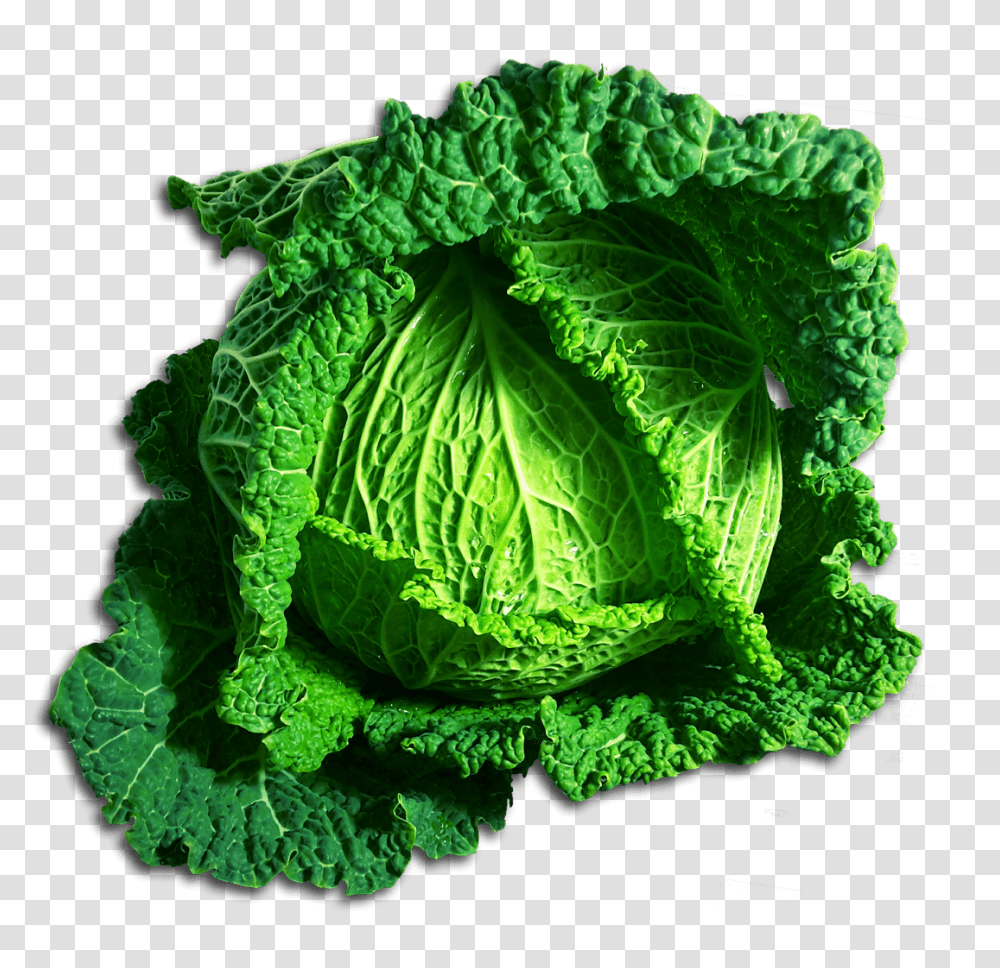 Download Green Cabbage Choux, Plant, Vegetable, Food, Head Cabbage Transparent Png