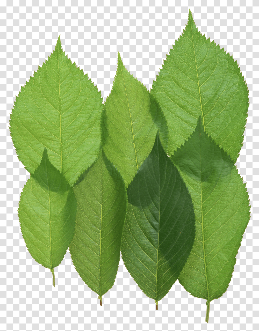 Download Green Leaves Image For Free Walnut Leaves Transparent Png