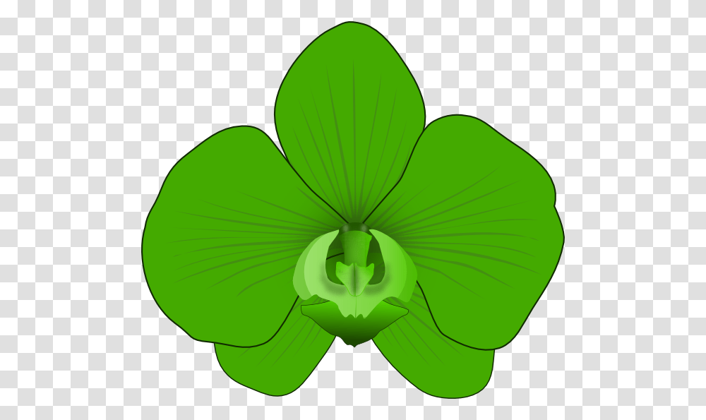 Download Green Orchid Clipart, Leaf, Plant, Tennis Ball, Sport Transparent Png