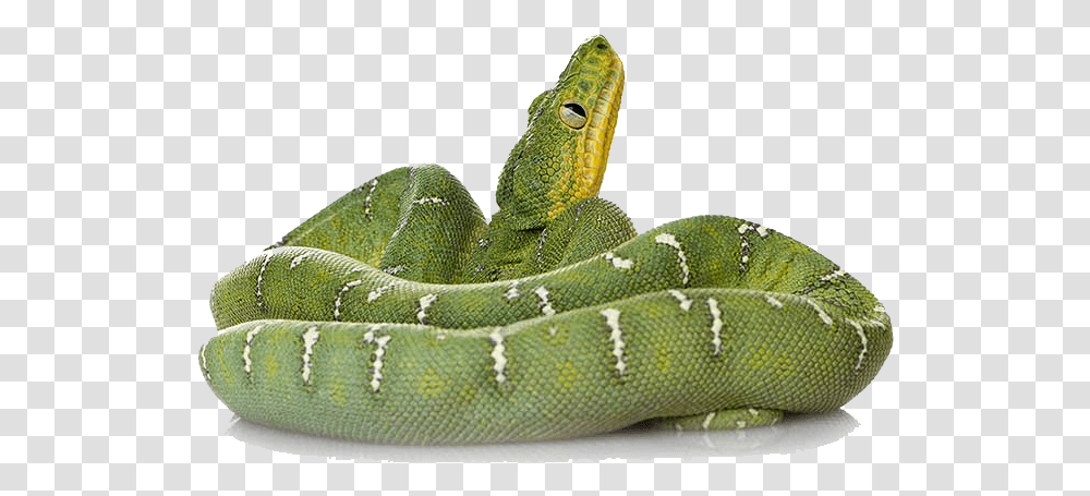 Download Green Snake File Hq Image Green Snake, Reptile, Animal, Shoe, Footwear Transparent Png