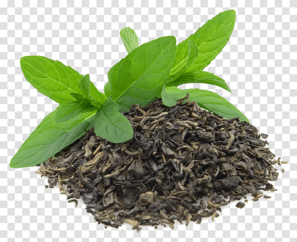 Download Green Tea Background Free Background Green Tea Leaf, Potted Plant, Vase, Jar, Pottery Transparent Png