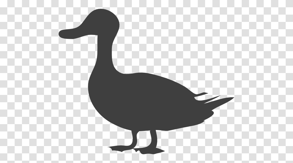 Download Grey Duck Clipart, Bird, Animal, Goose, Waterfowl Transparent Png