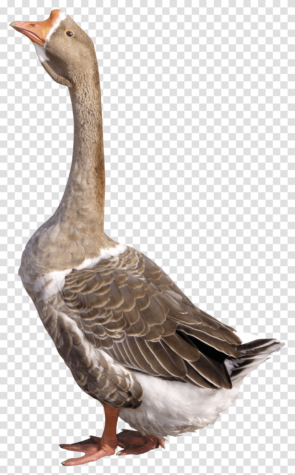 Download Grey Young Goose Image For Goose, Bird, Animal, Beak, Anseriformes Transparent Png