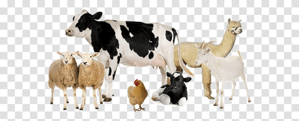 Download Group Of Farm Animals Cow White Background Full Cow White Background, Cattle, Mammal, Sheep, Chicken Transparent Png