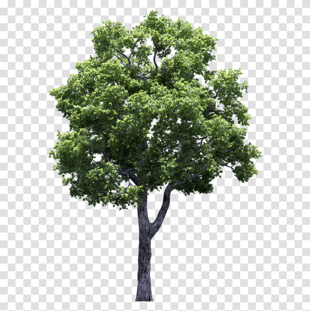 Download Growing Fruit Trees Vines Tree Tree, Plant, Oak, Sycamore, Tree Trunk Transparent Png