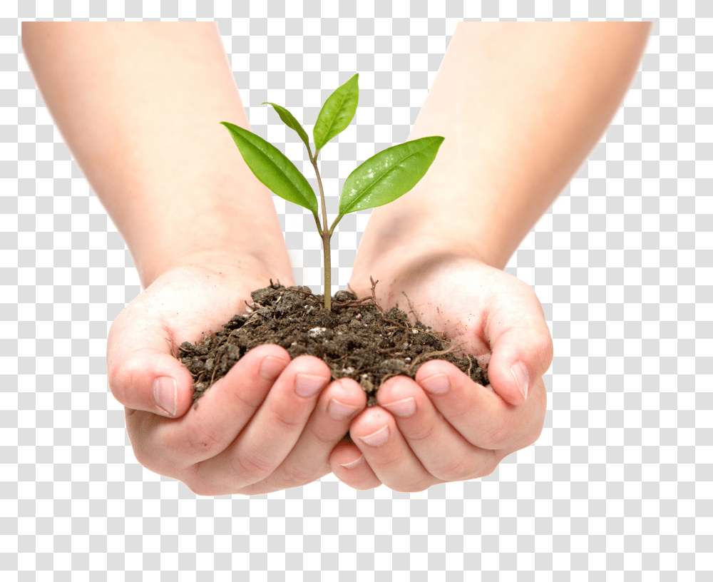 Download Growing Leaves Image For Free Tree In Hand Transparent Png