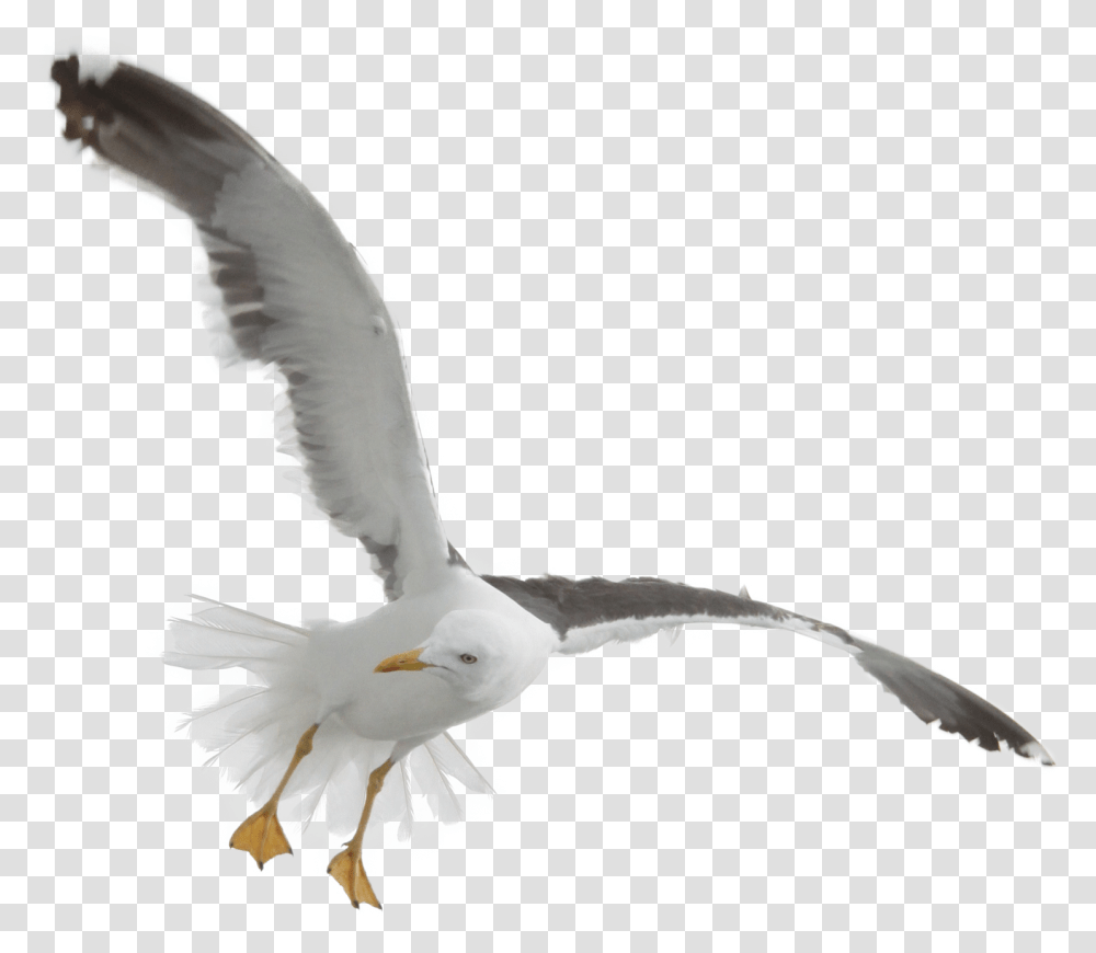 Download Gull Bird Image 13 Free Background Seagull, Animal, Flying, Dove, Pigeon Transparent Png