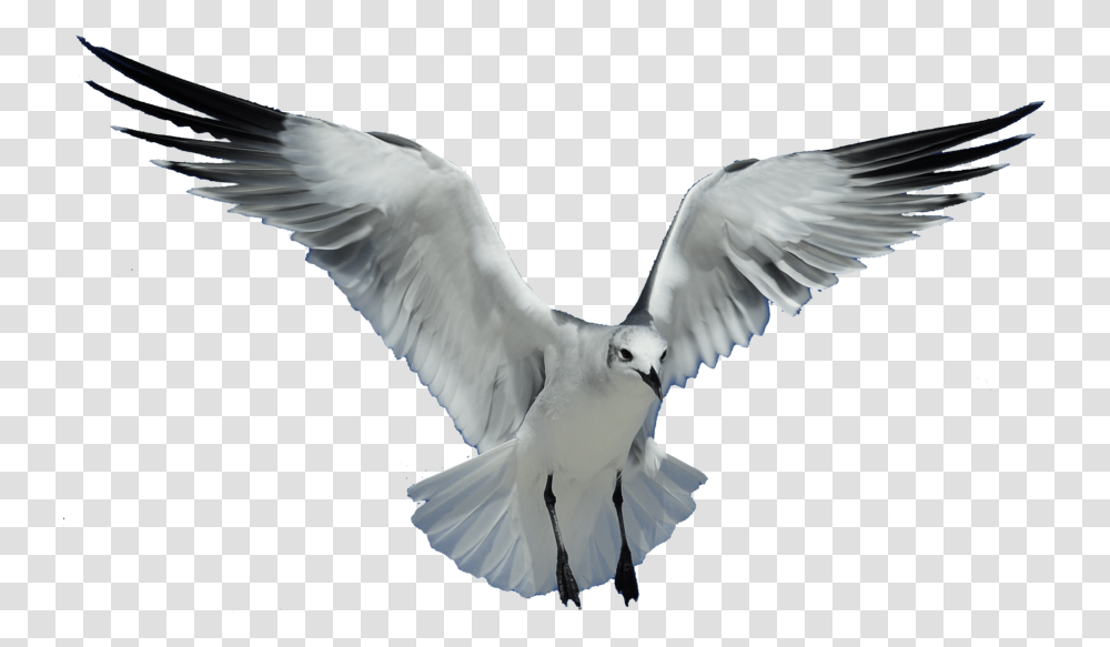 Download Gull Bird Images Background Flying Bird, Animal, Dove, Pigeon, Kite Bird Transparent Png