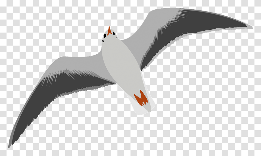 Download Gullbirdpngtransparentimagestransparent Sea Bird Clip Art, Animal, Seagull, Albatross, Goose Transparent Png