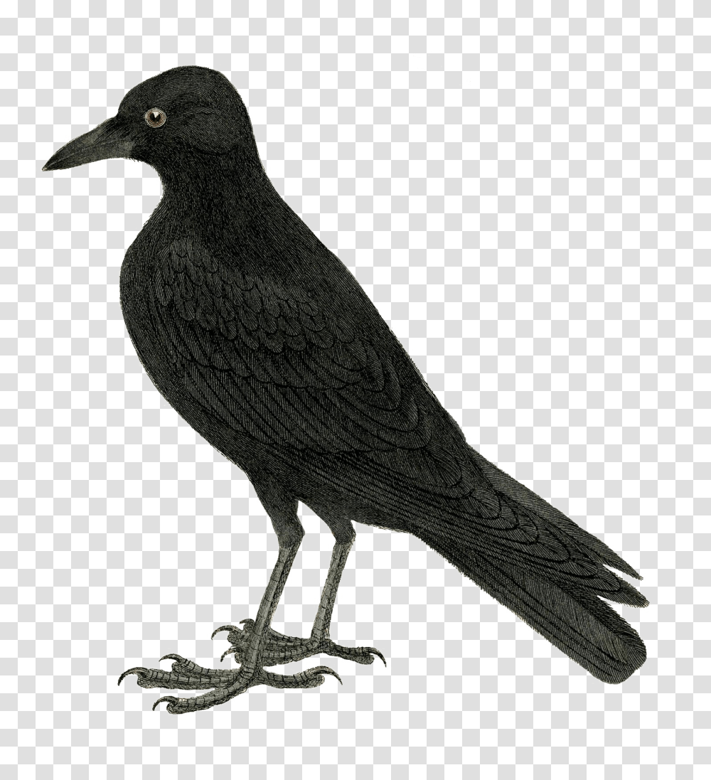 Download Halloween Crow Vector Free Image Crow Black Bird Cartoon Free, Animal, Blackbird, Agelaius, Beak Transparent Png