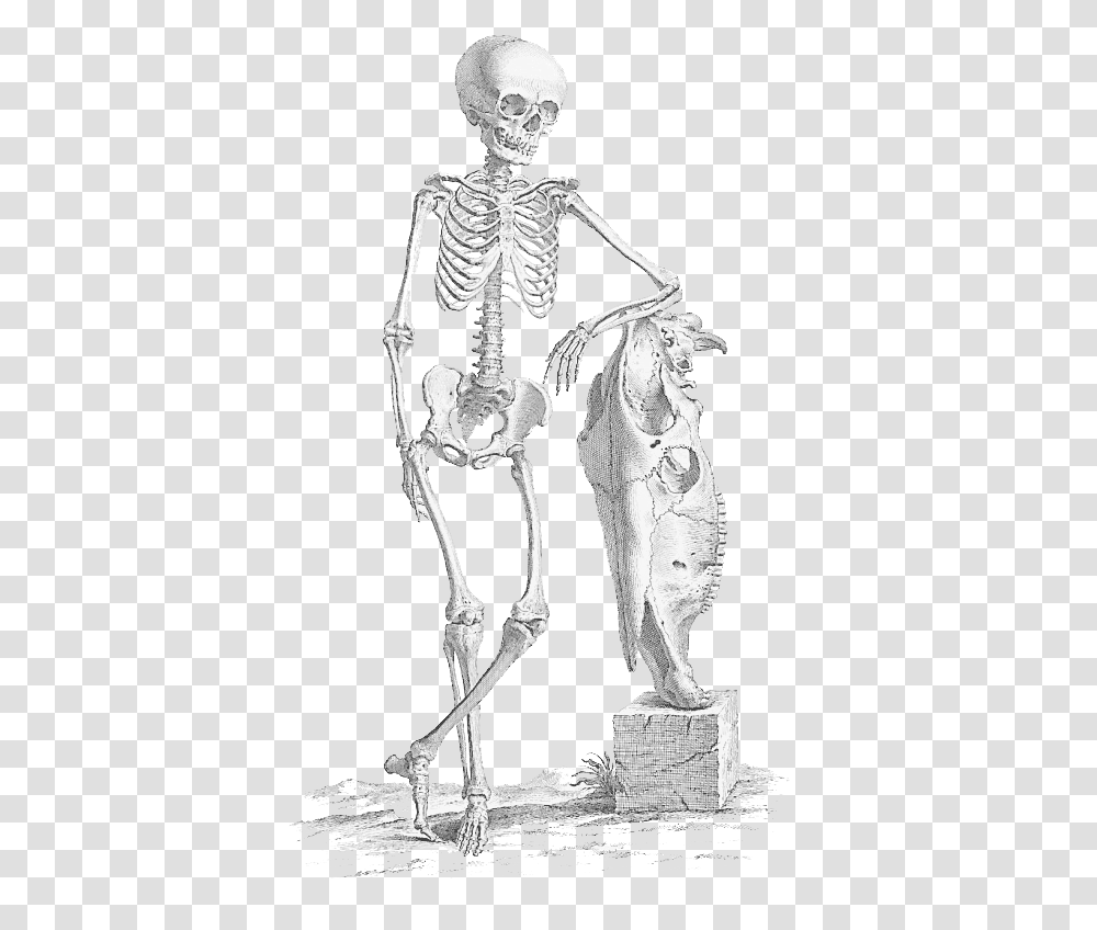 Download Halloween Skeleton File Free De Humani Corporis Fabrica Skeleton, Person Transparent Png