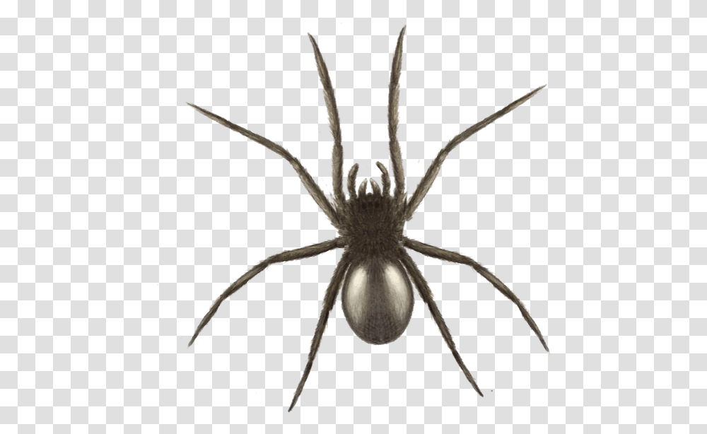 Download Halloween Spider Graphics Widow Spider Full Black Spider Uk, Invertebrate, Animal, Arachnid, Garden Spider Transparent Png