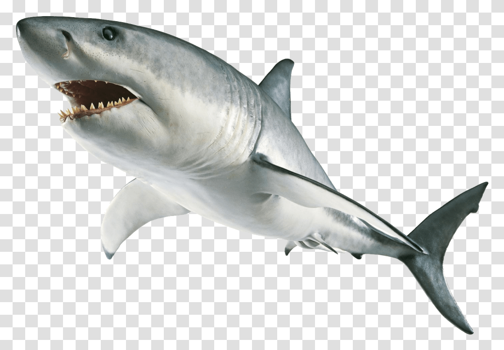 Download Hammerhead Shark Clipart Great White Shark, Sea Life, Fish, Animal Transparent Png