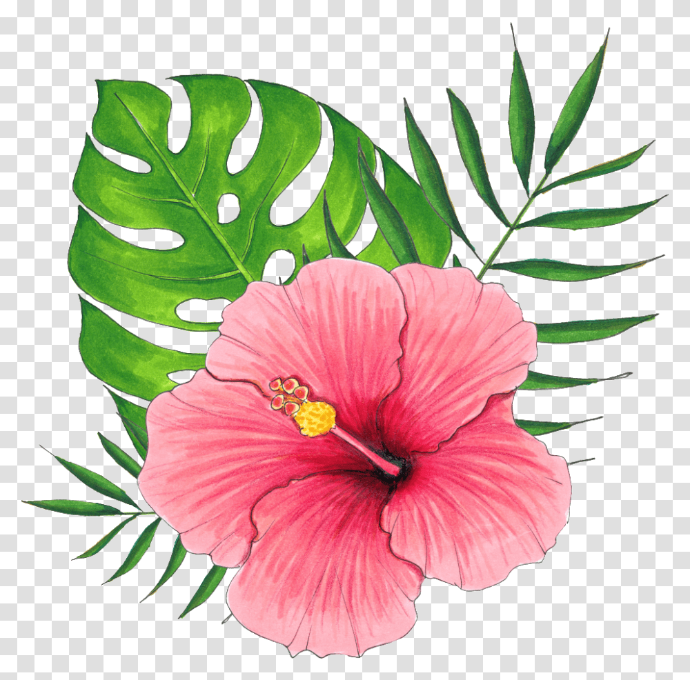 Download Hand Painted A Hibiscus Flower Pink Hibiscus Flower, Plant, Blossom, Honey Bee, Insect Transparent Png