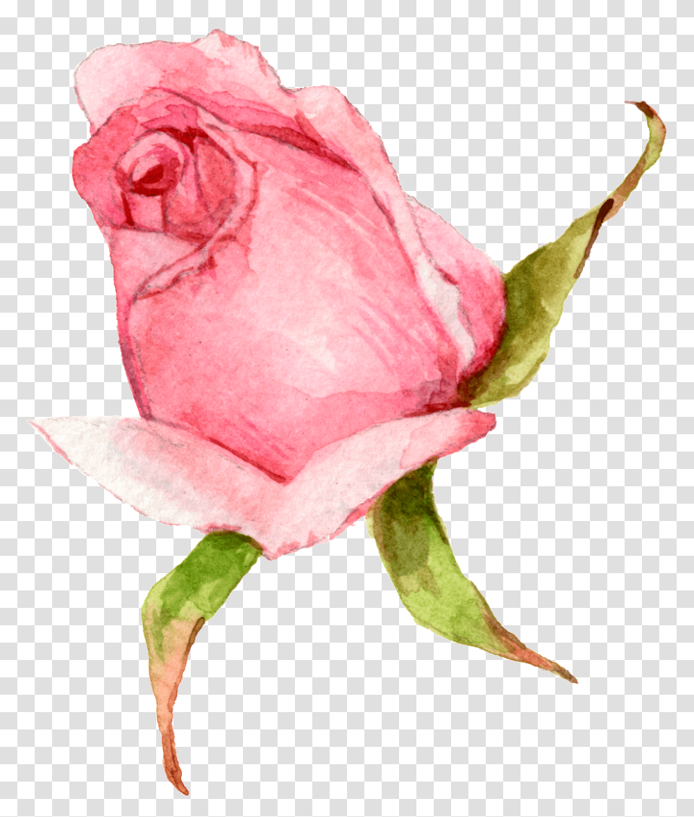 Download Hand Painted A Watercolor Rose Background Watercolor Rose, Flower, Plant, Blossom Transparent Png
