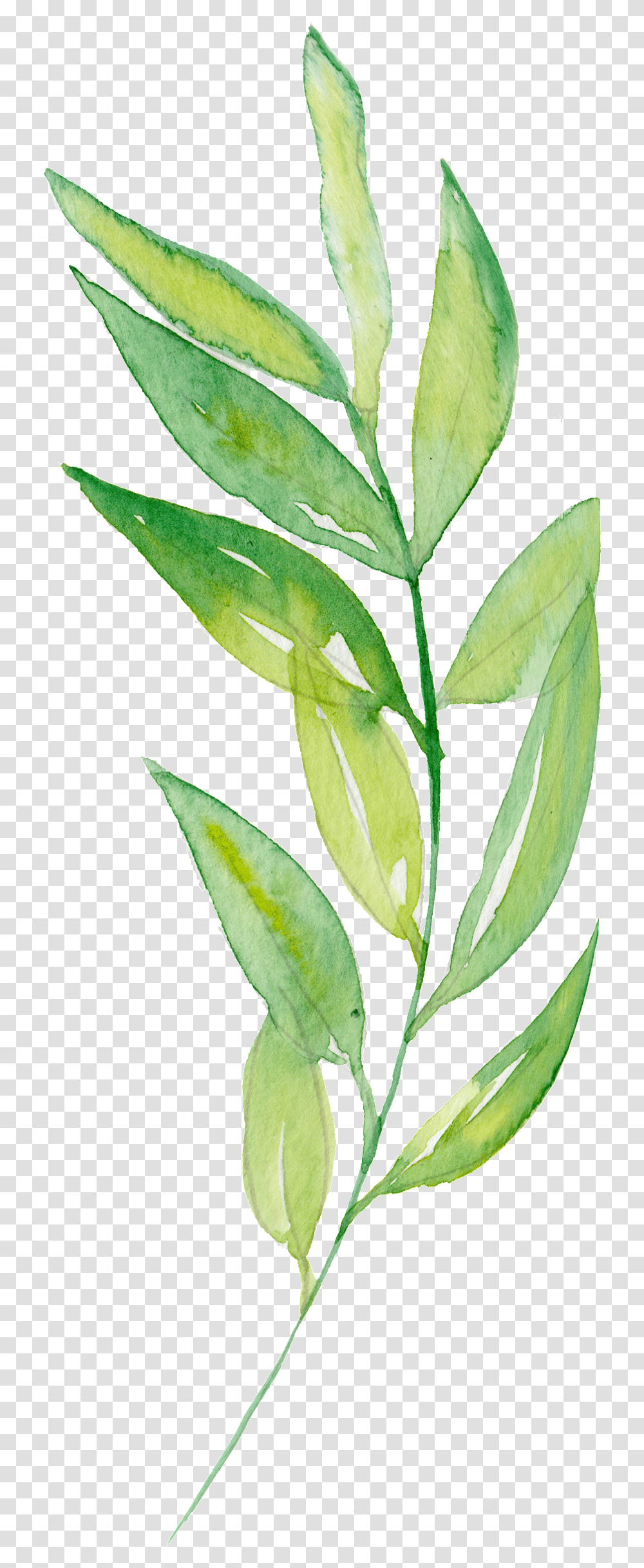 Download Hand Painted Bamboo Leaves And Branches Watercolor Painting, Plant, Leaf, Flower, Acanthaceae Transparent Png
