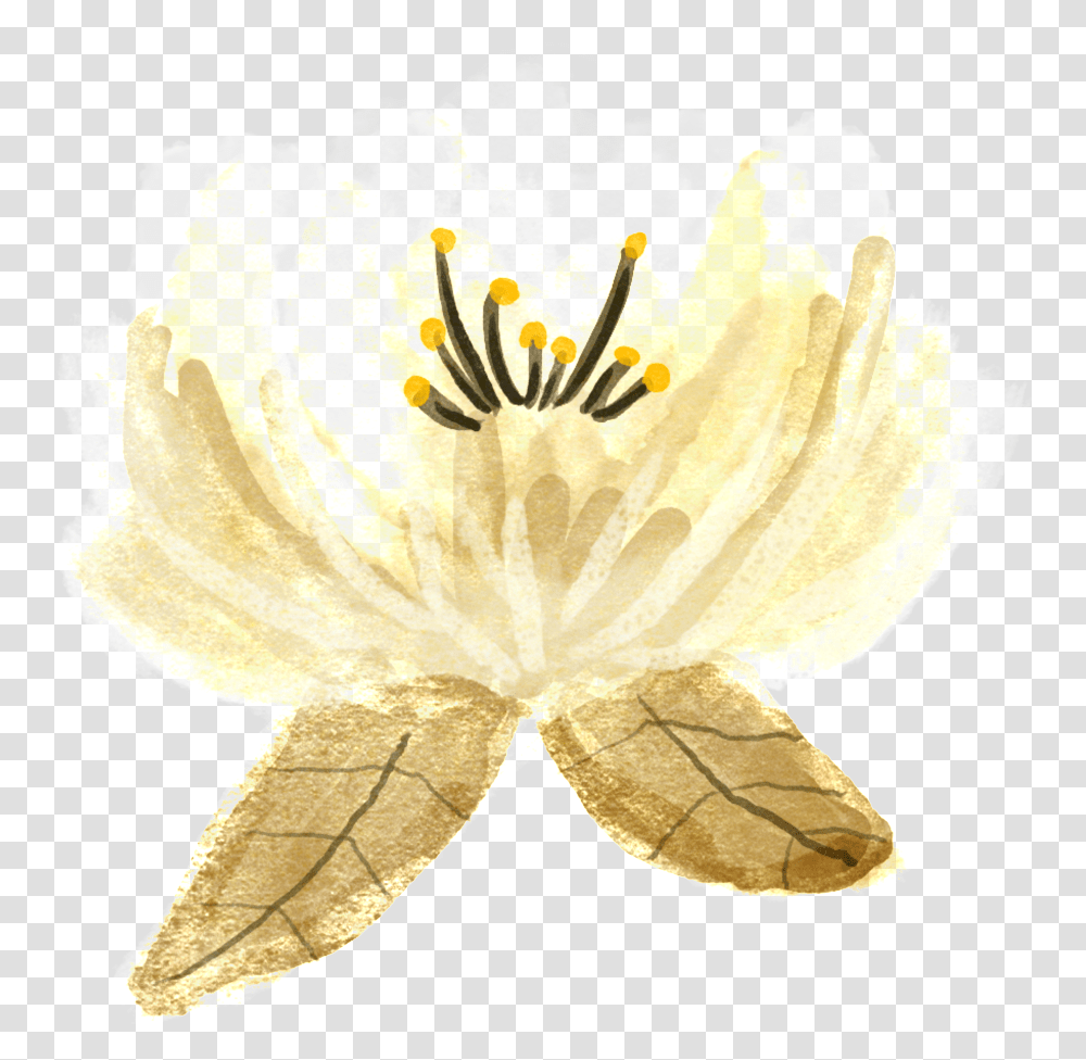 Download Hand Painted Classical Aesthetic Flowers Lily, Plant, Blossom, Petal, Pollen Transparent Png