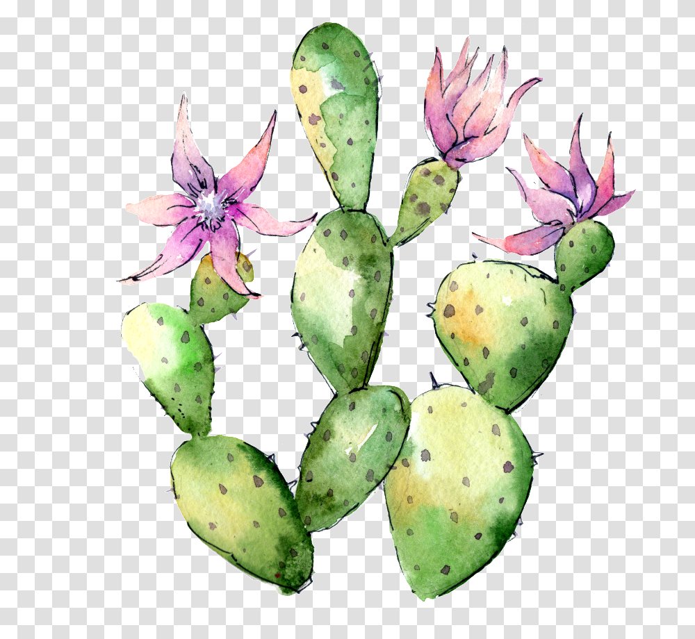 Download Hand Painted Flowering Cactus Flower Cactus, Plant, Blossom, Bud, Sprout Transparent Png