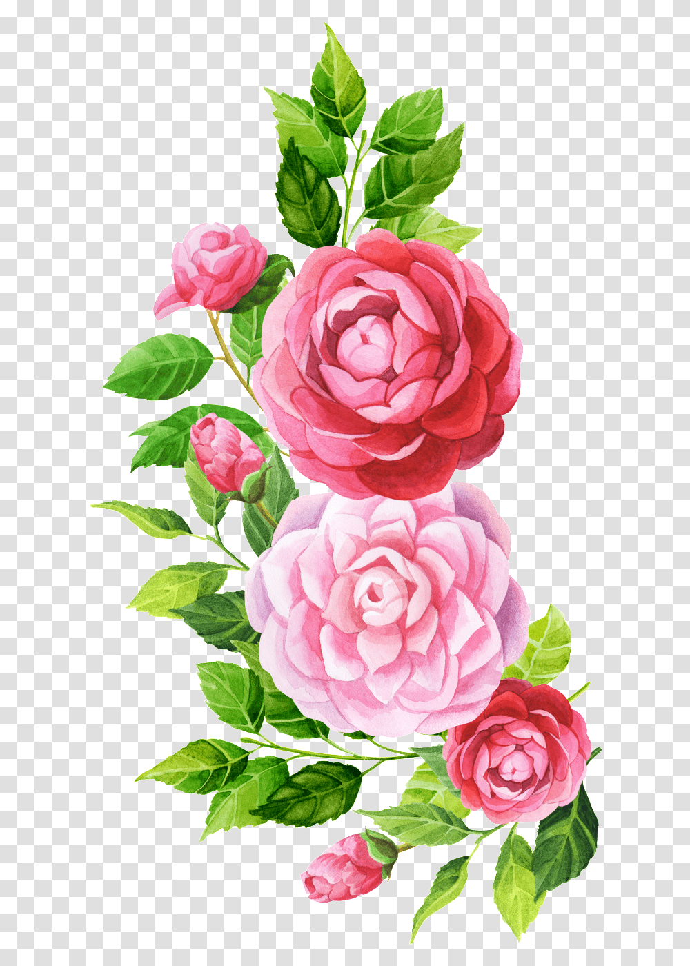 Download Hand Painted Pink Flower Floral, Rose, Plant, Blossom, Peony Transparent Png