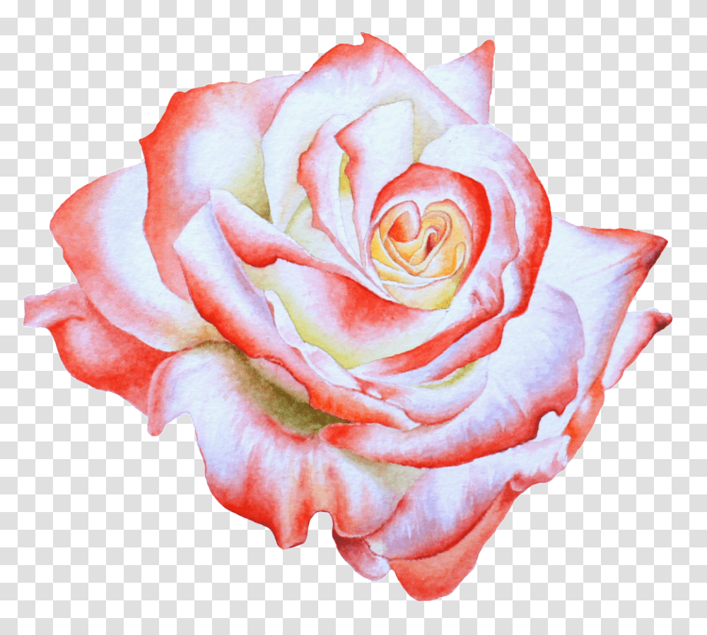 Download Hand Painted Side View Rose Flower Background Flower Painting, Plant, Blossom, Petal Transparent Png