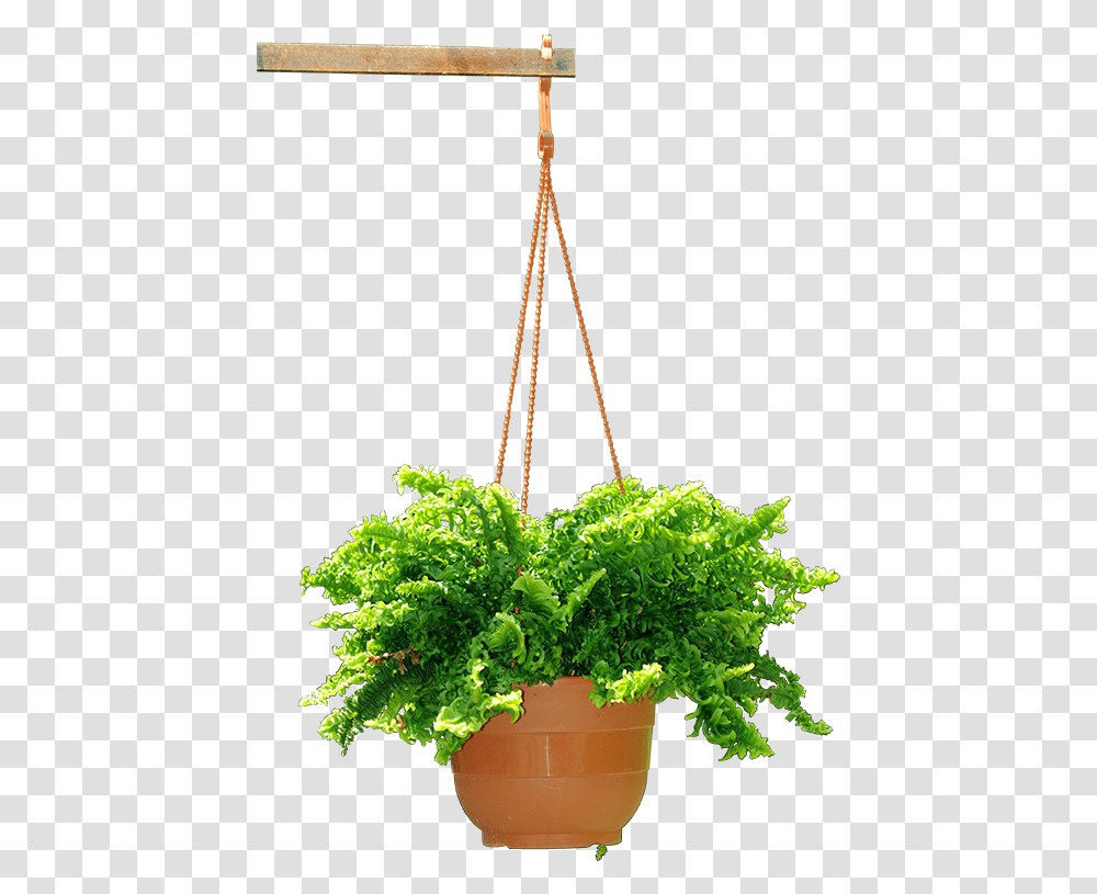 Download Hanging Plant Hanging Flower Pot, Potted Plant, Vase, Jar, Pottery Transparent Png